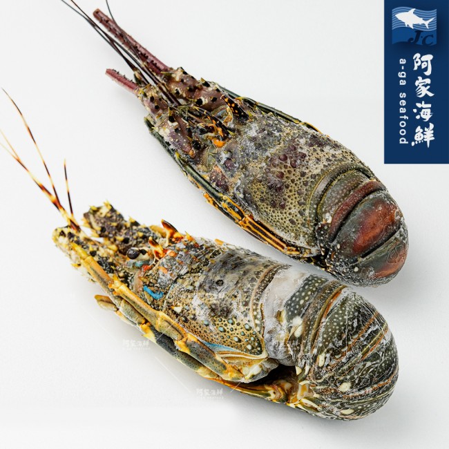 【阿家海鮮】頂級青殼生凍龍蝦 200g~700g/尾(四種規格)